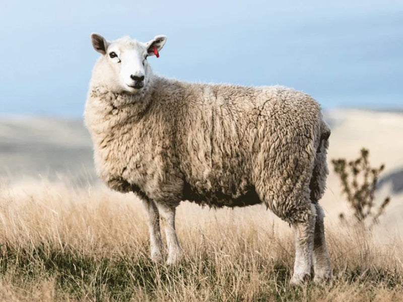 The Warmth of Wool